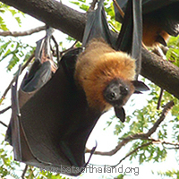 ค้างคาวแม่ไก่ภาคกลาง